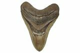 Fossil Megalodon Tooth - North Carolina #258740-1